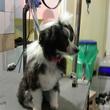 Hundesalon Laika - Dog Grooming 10
