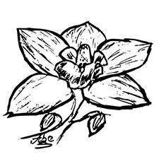 Logo Restaurant Orchideea