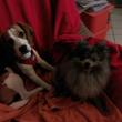 Hundesalon Laika - Dog Grooming 15